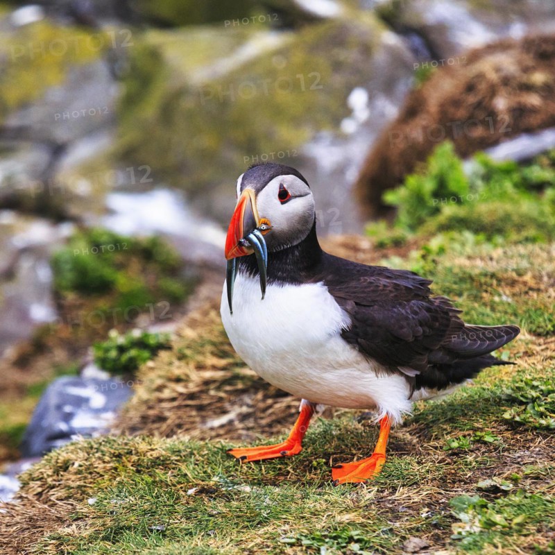 Puffin