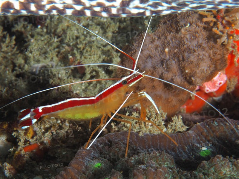 Pacific cleaner shrimp