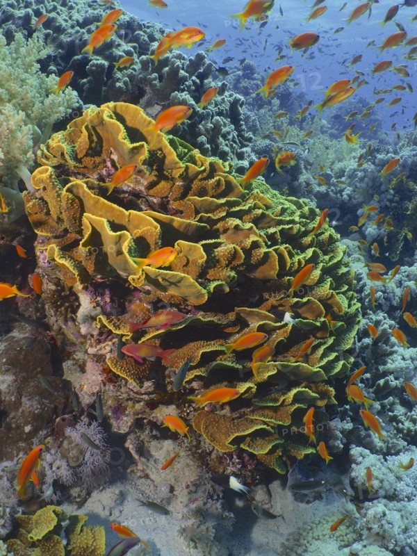 Yellow scroll coral
