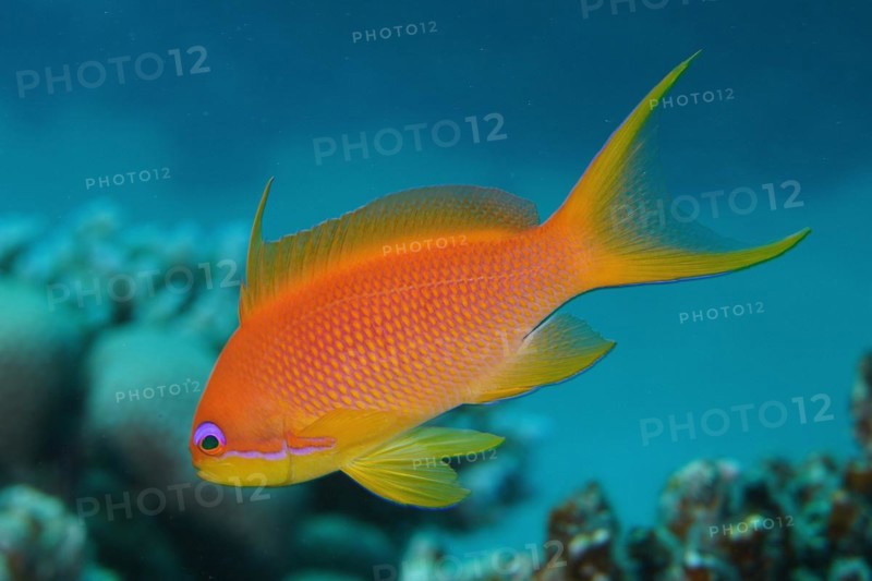 Sea goldie