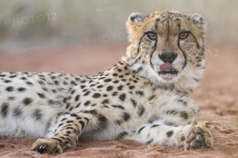 Cheetah