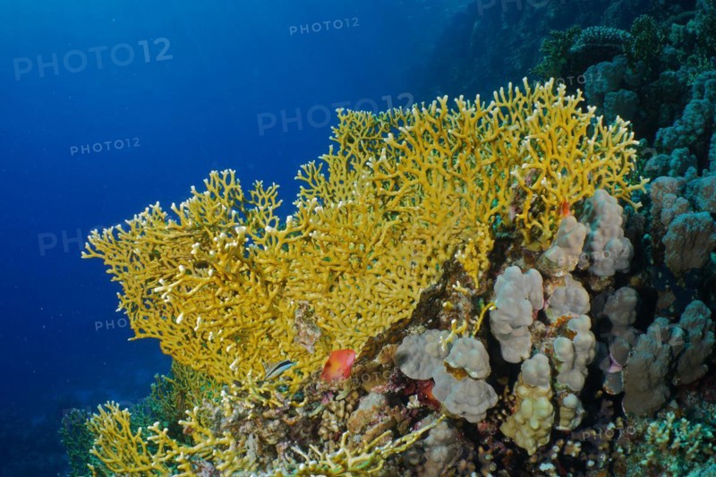 Net fire coral