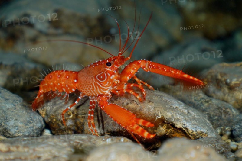 Red Atlantic reef lobster
