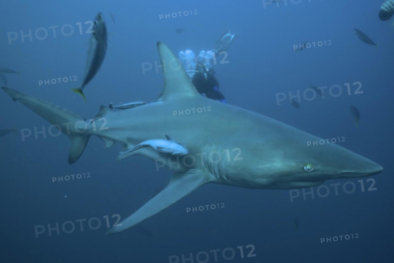 Blacktip shark