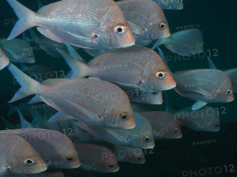 Shoal