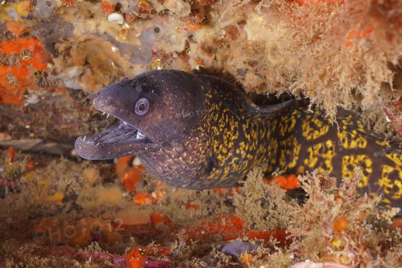 Mediterranean moray