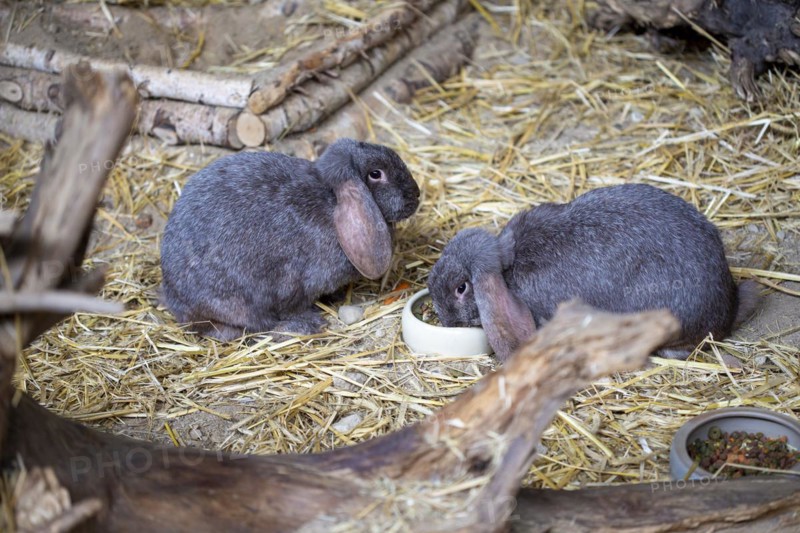 Hares