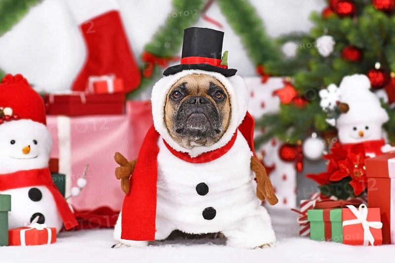 Snowman dog. French Bulldog weaaing funny Christmas costume next to Christmas tree and gift boxes