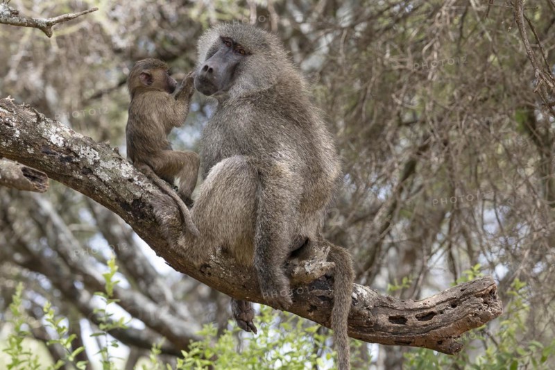 Olive baboon