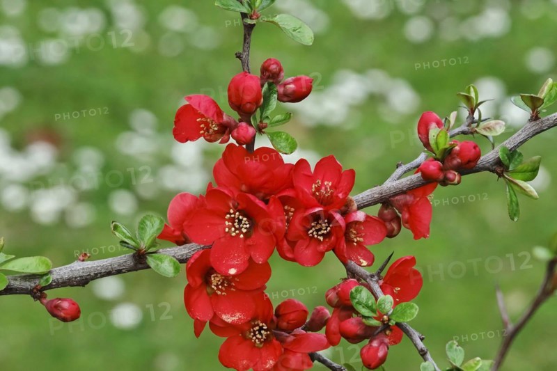 Ornamental quince