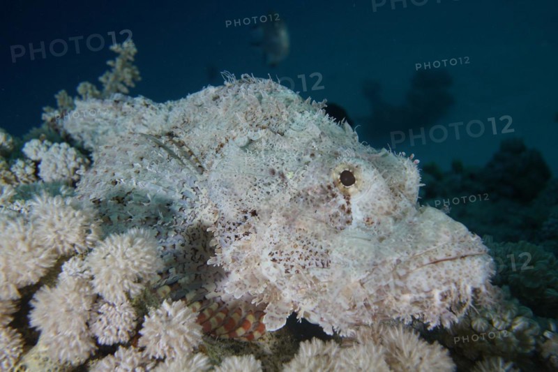 Well camouflaged false stonefish