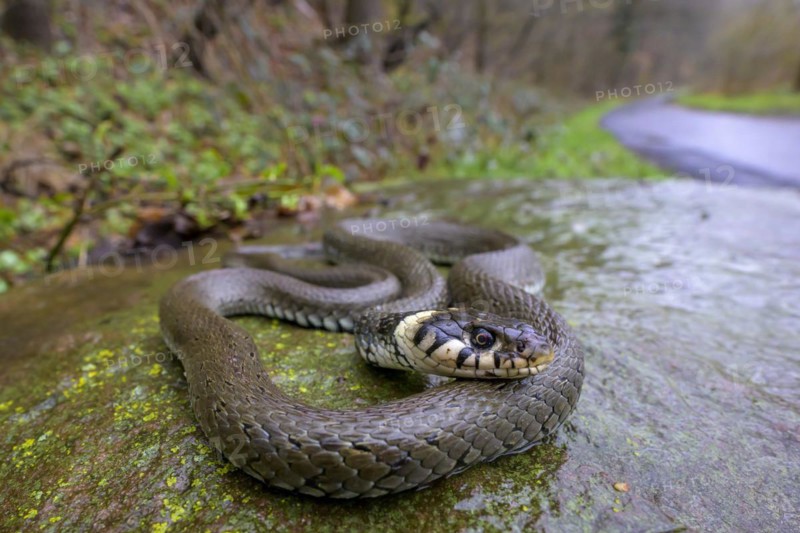 Grass snake