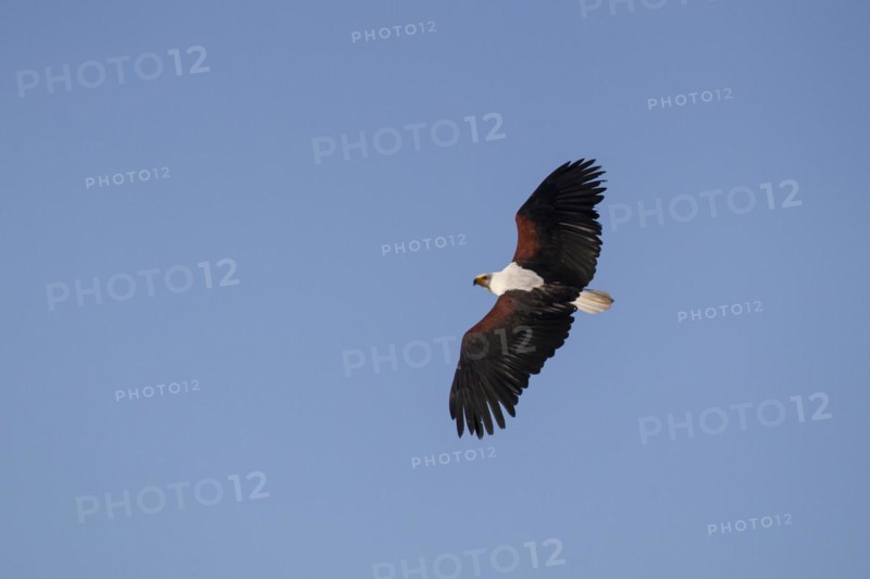 African fish eagle