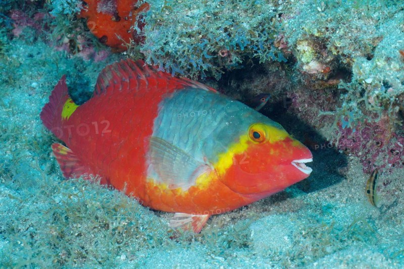 Mediterranean parrotfish