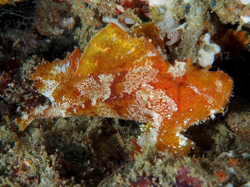 Brown leaf scorpionfish