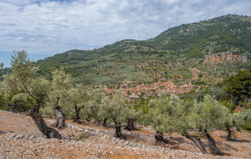 Olive trees in terraced cultivation