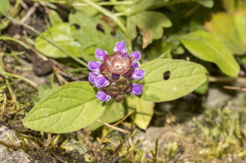 Common Braunelle Prunella vulgaris)