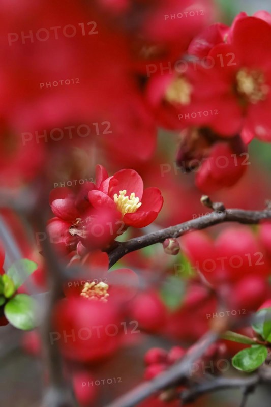 Ornamental quince