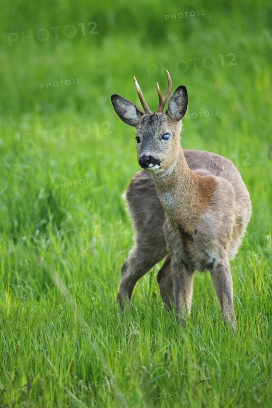 European roe deer