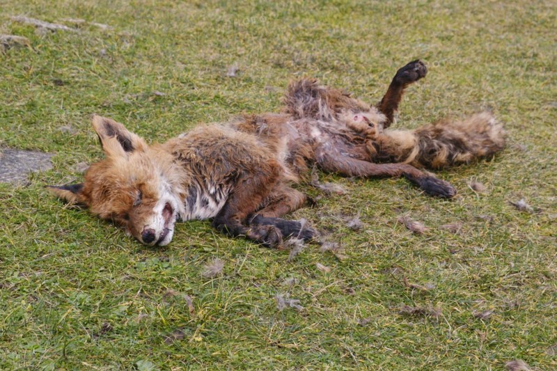 Dead red fox
