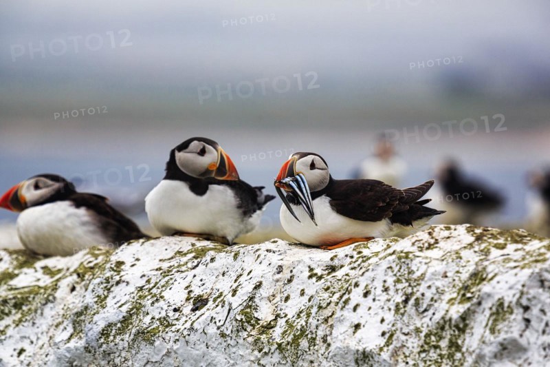 Puffin