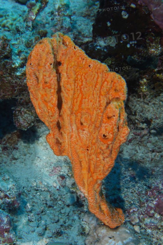 Elephant ear sponge