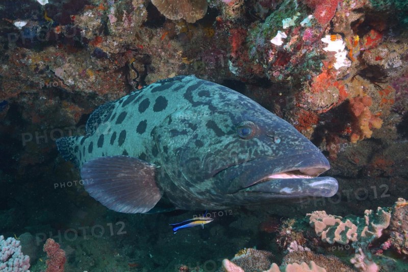 Potato grouper