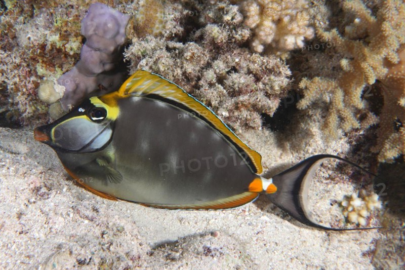 Resting indian yellow blade nose doctor
