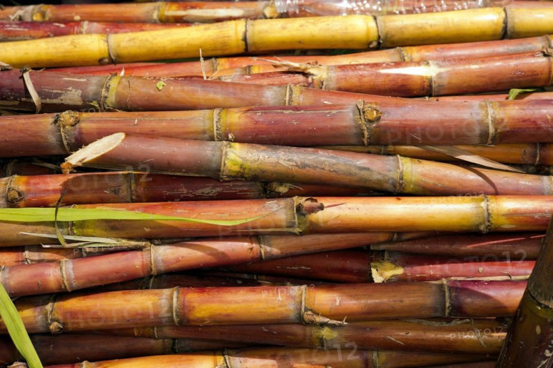 Ripe sugar cane