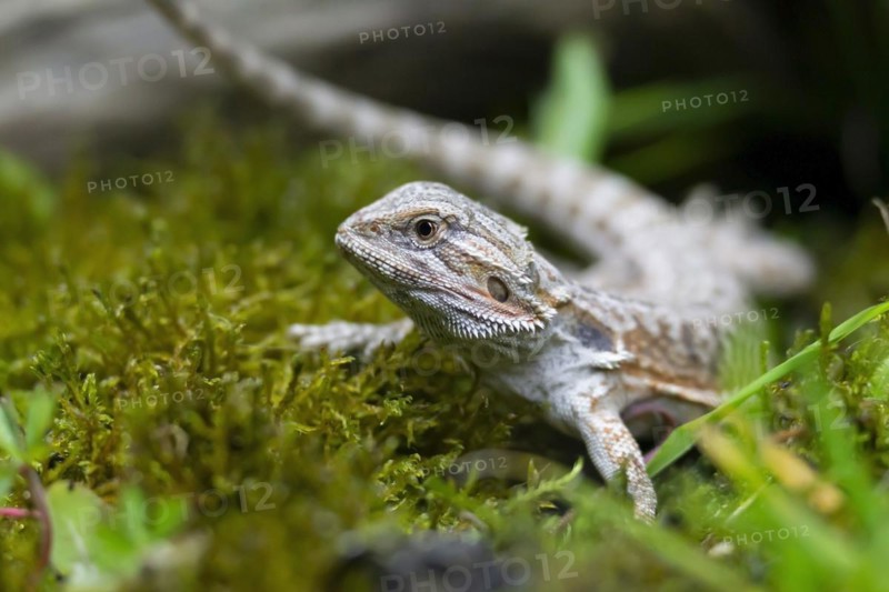 Bearded Dragon