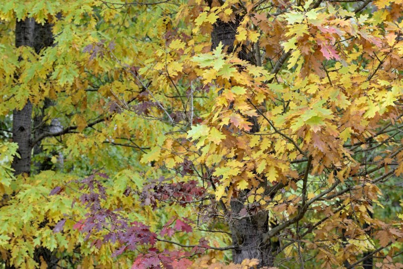 Northern red oak