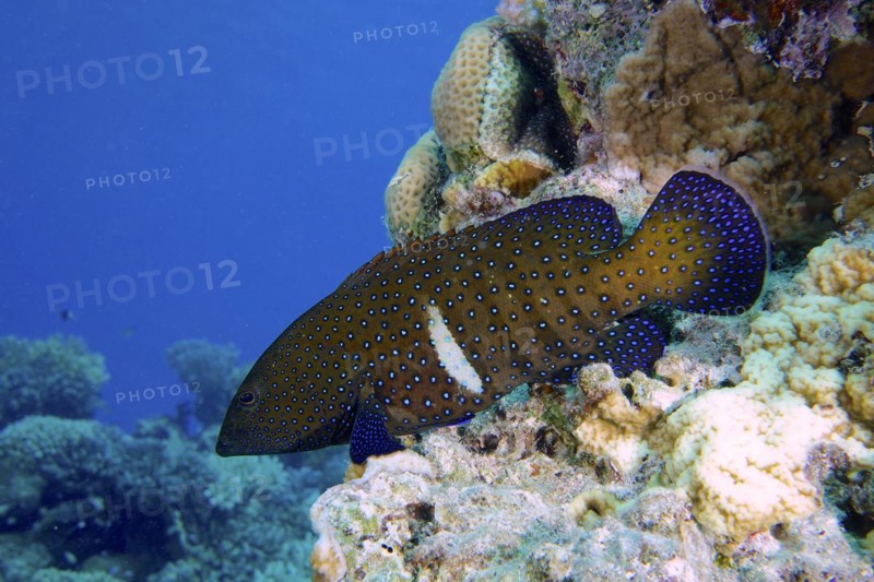 Bluespotted grouper
