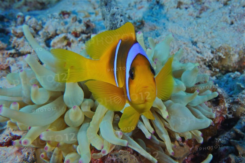 Portrait of red sea clownfish