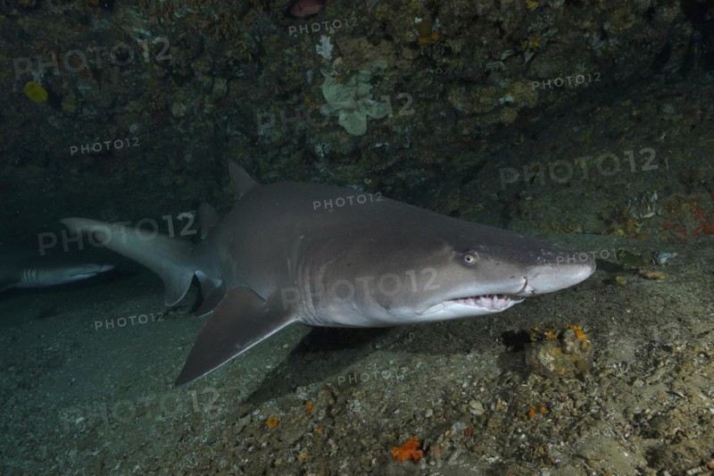 Sand tiger shark