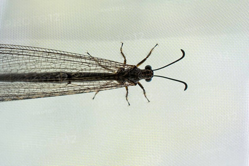 Fly resting on window curtain