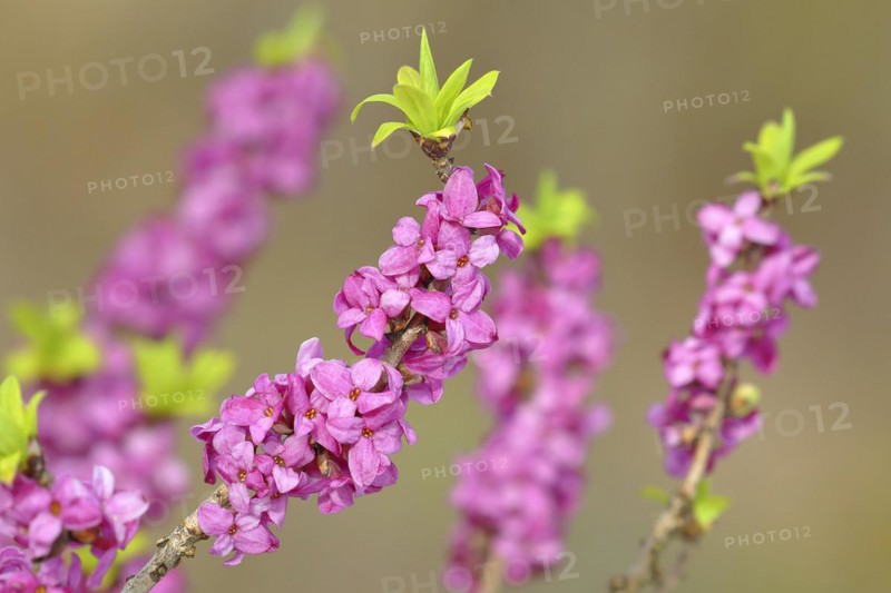 Daphne