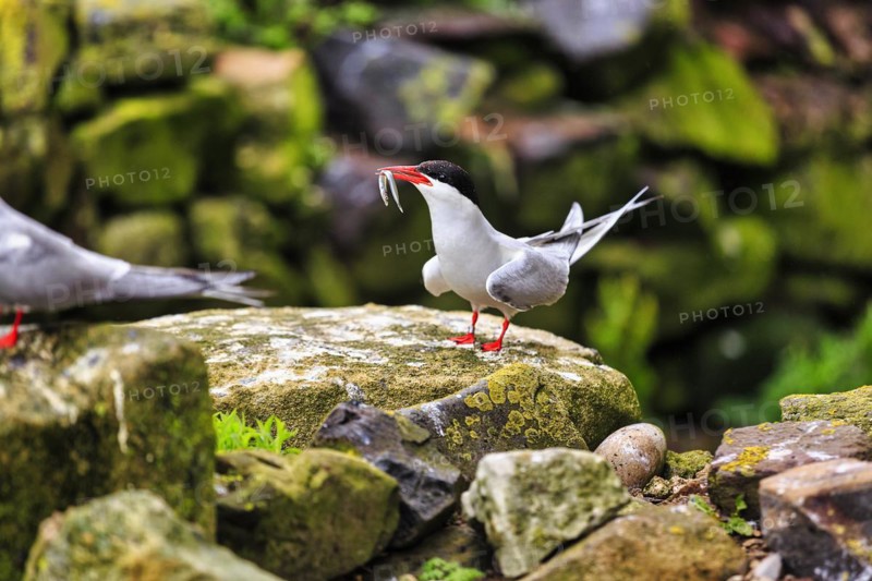 Arctic tern