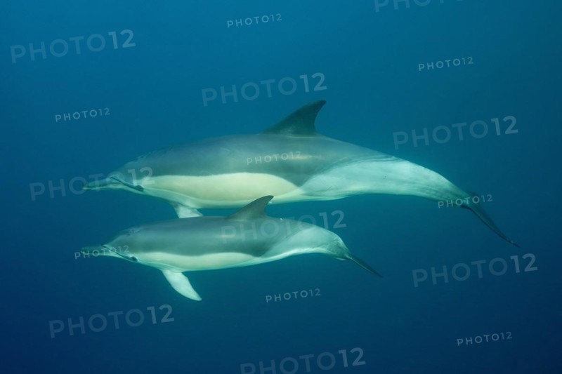 Short-beaked common dolphin