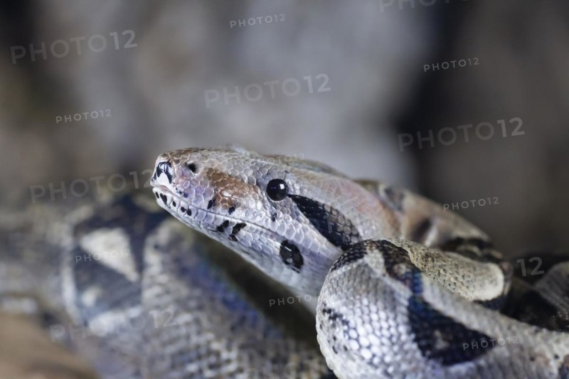 Royal python