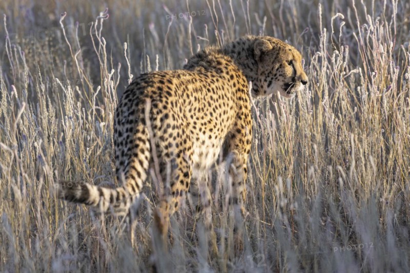 Cheetah