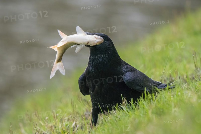 Carrion crow