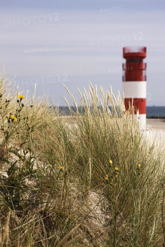Marram Grass