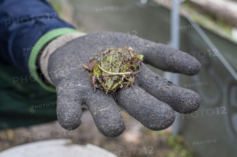 Green frog