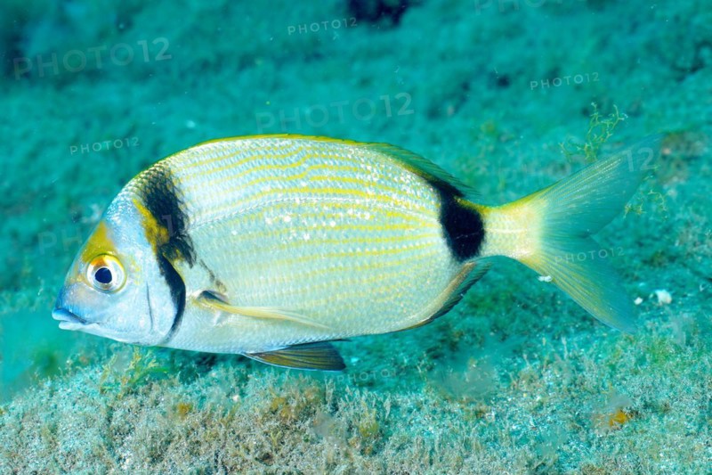 Common two-banded seabream