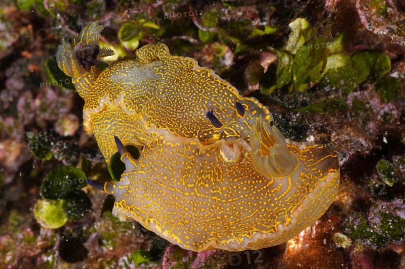 Two specimens of Yellow-violet Star Snail Star Snail