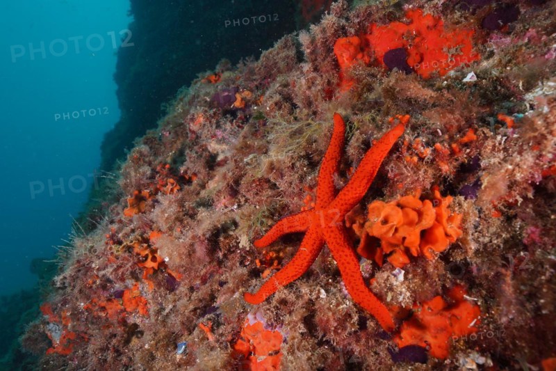 Mediterranean red sea star