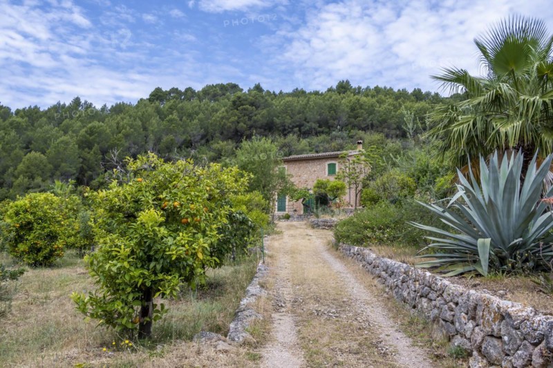 Small finca between orange trees