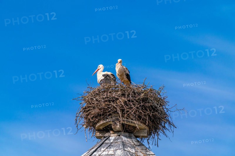 Two white storks
