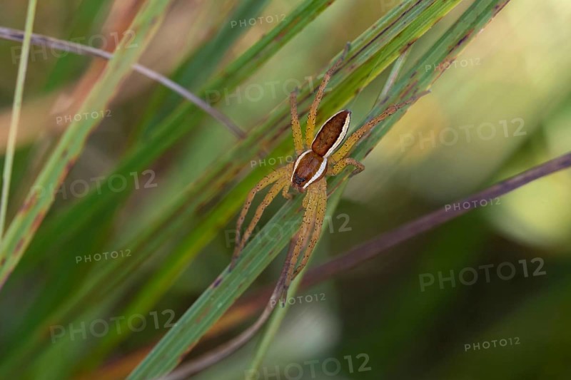 Raft spider