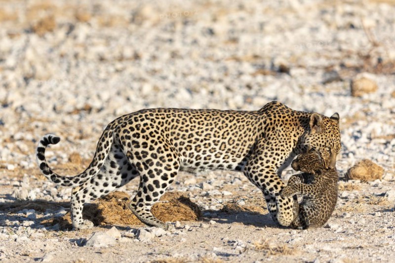 Leopard